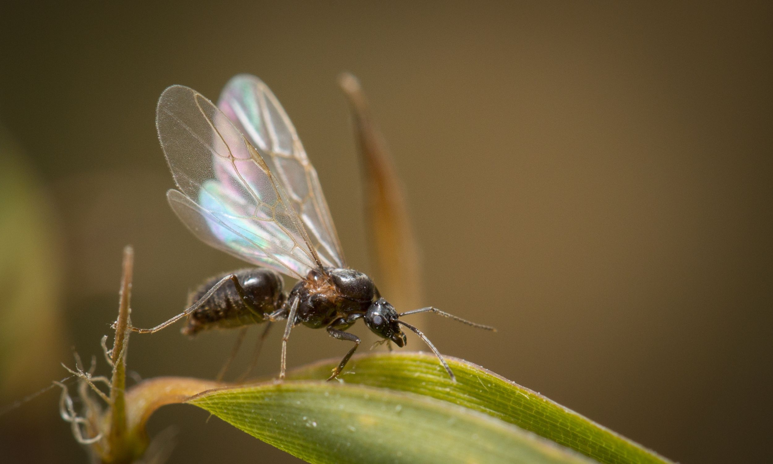 Les fourmis volantes se regroupent en été par temps orageux pour le vol nuptial. ©Ugo, Adobe Stock